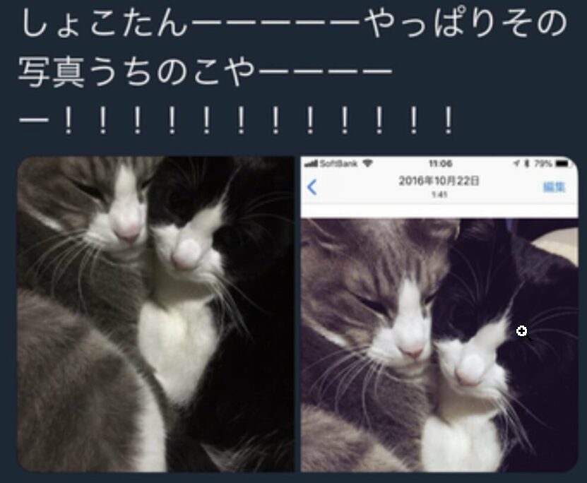 他人猫事件