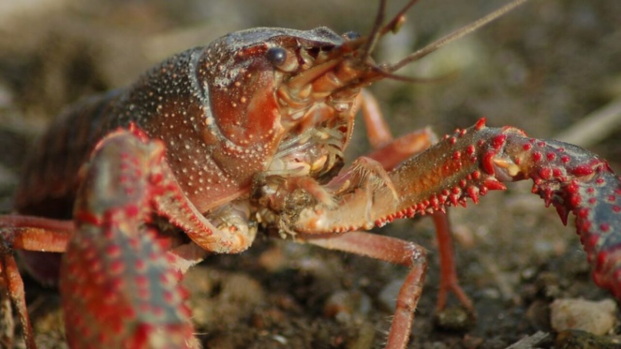 アメリカザリガニ