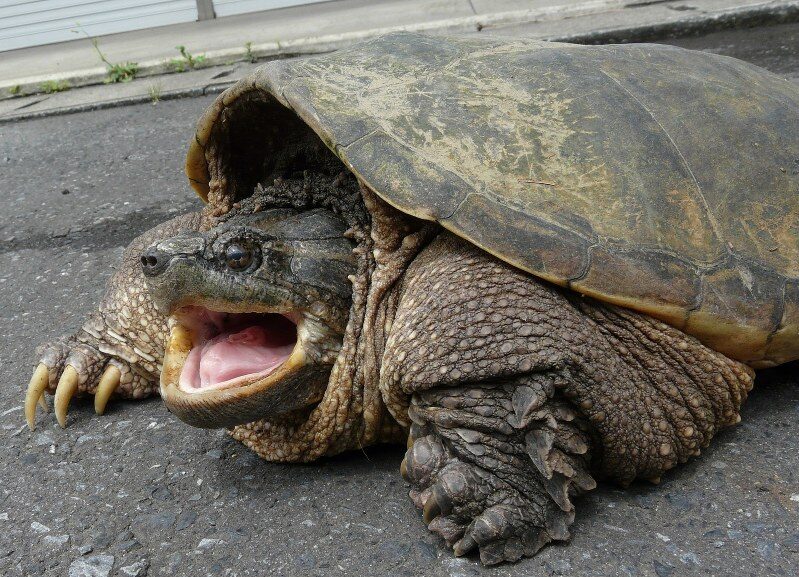 カミツキガメ