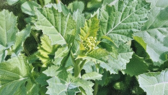 からし菜